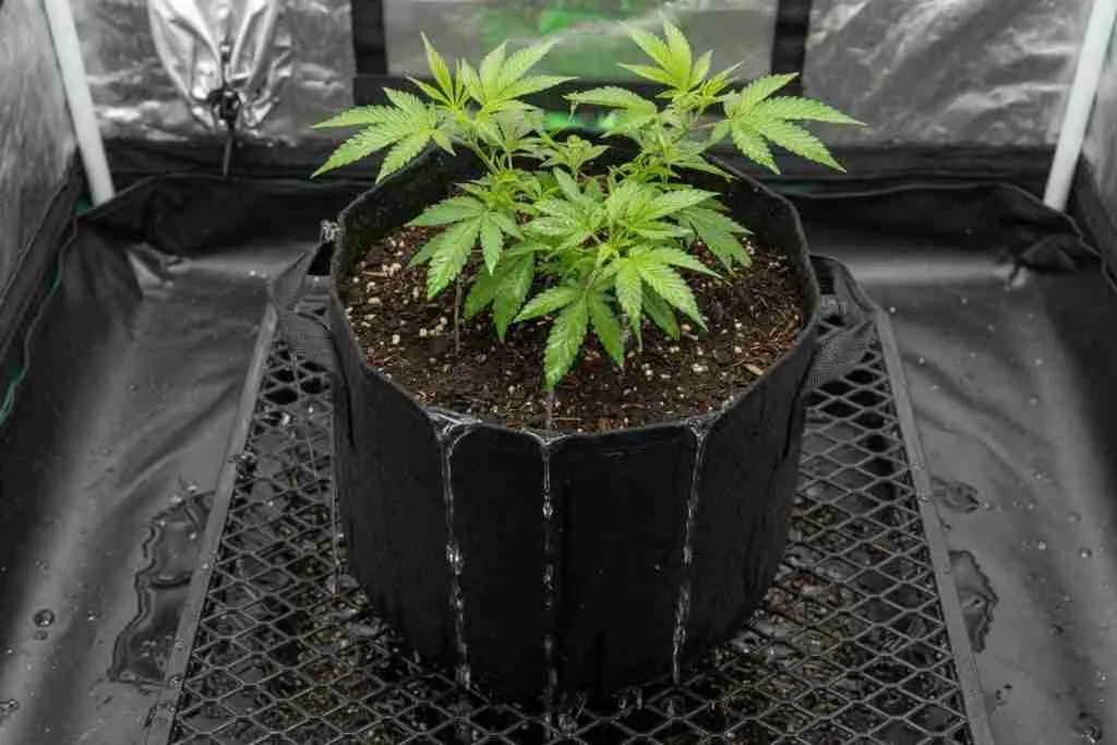 Water draining freely from a fabric pot of cannabis soil after watering