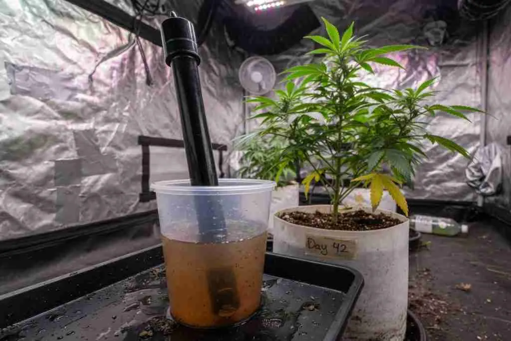 pH probe in a cup of cannabis soil runoff next to a potted plant in a grow tent