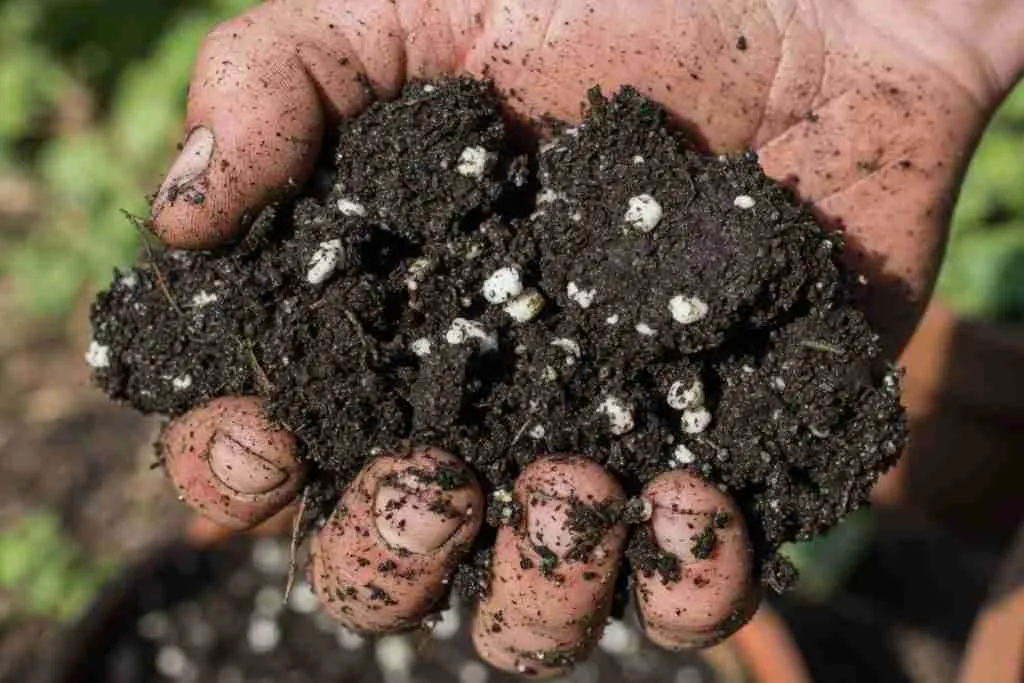 Hand squeezing damp cannabis potting mix with perlite, mix holding shape and cracking