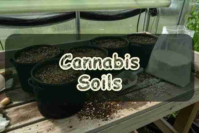 Cannabis Soils