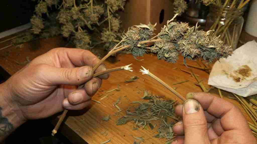 Grower snap test on a dried cannabis stem before jarring