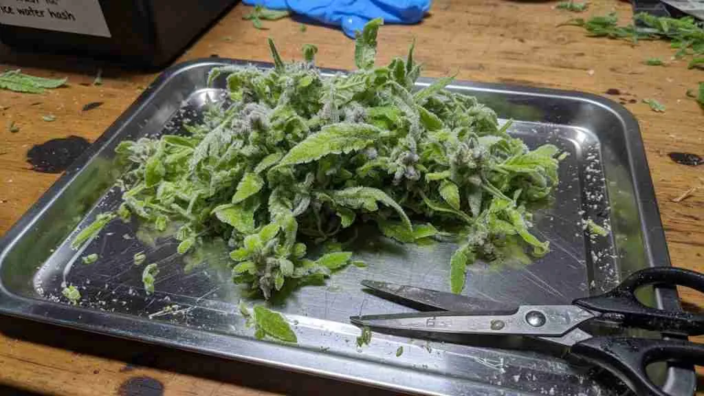 Frosty cannabis sugar leaves on a tray for ice water hash