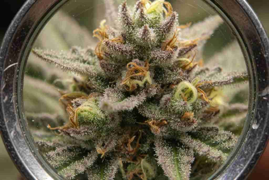 Jeweler's loupe view of cloudy trichomes on a ripe cannabis flower