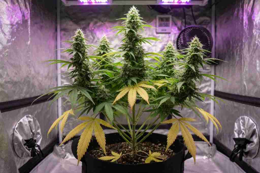 Cannabis plant with yellowing lower leaves and greener new growth