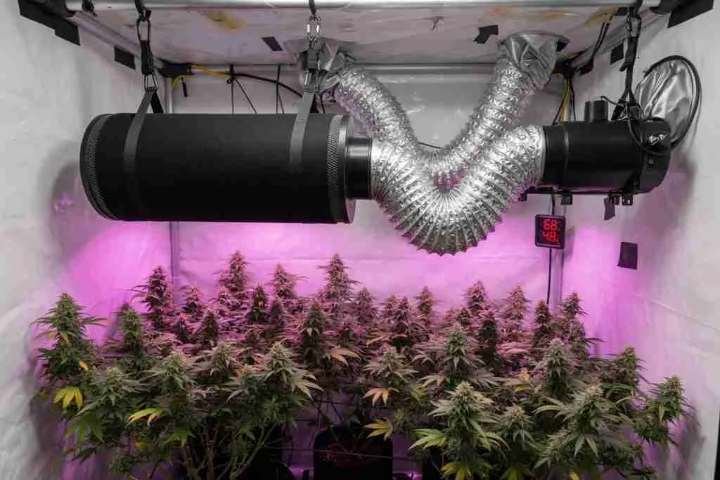 Carbon filter and ducting hanging above flowering cannabis plants in a grow tent