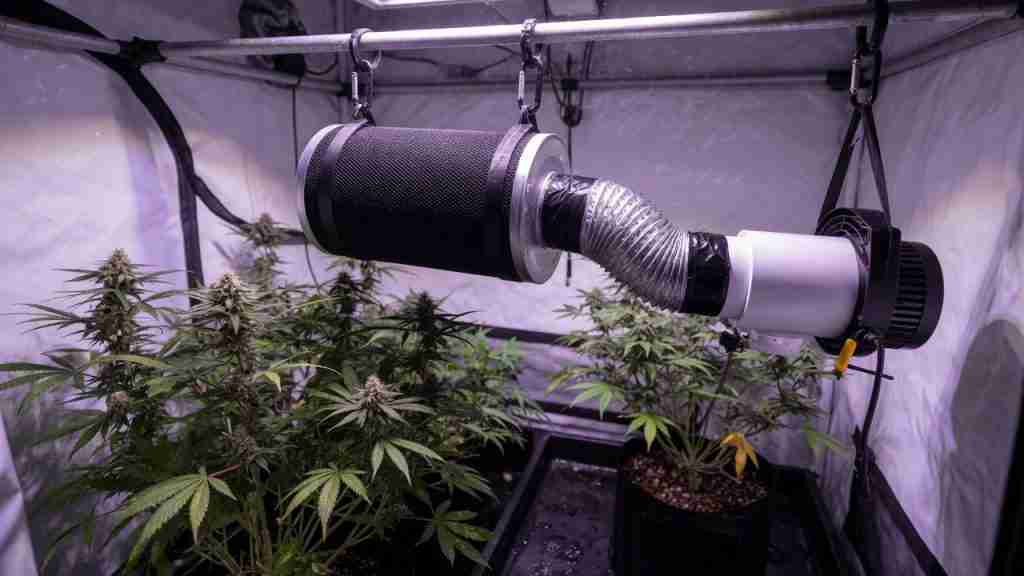 Carbon filter and inline exhaust fan hung in a cannabis grow tent
