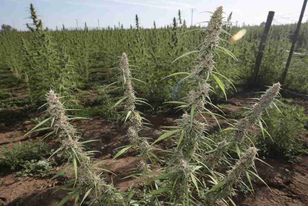 CBD-rich hemp cannabis plants flowering in an outdoor field