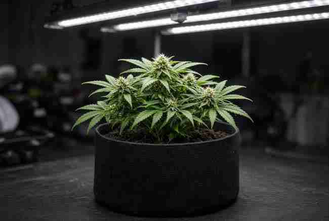 Compact autoflower under LED bars