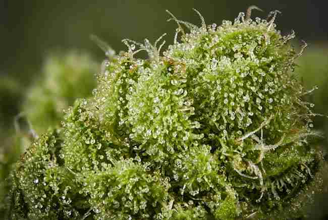 Macro of clear resin glands on a green flower