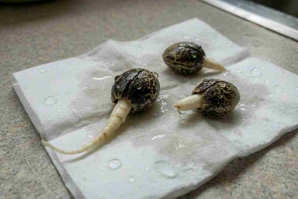 Cannabis seeds germinating on a damp paper towel with white taproots