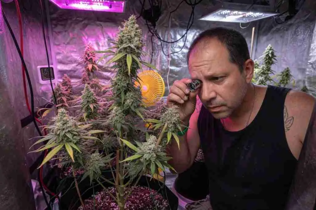 Grower checking a flowering cannabis plant with a loupe