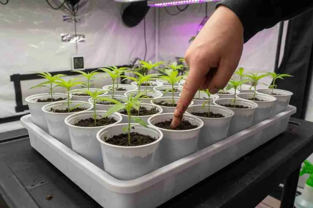 Grower checking soil moisture in a tray of unmarked cannabis seedling cups