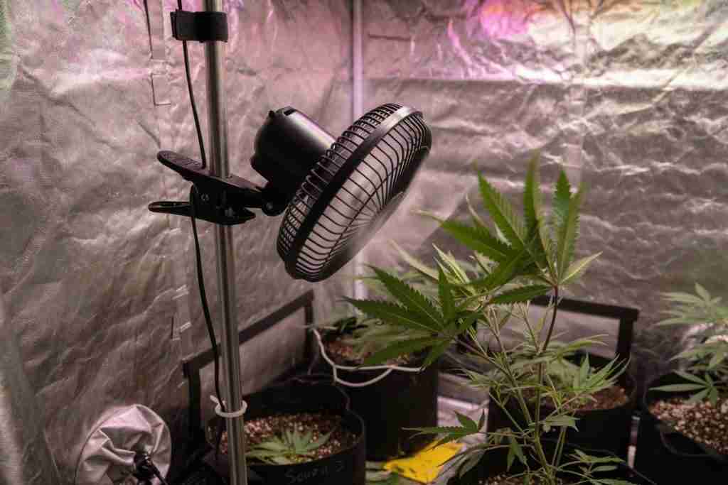 Clip-on oscillating fan in a cannabis grow tent moving air across plants in fabric pots