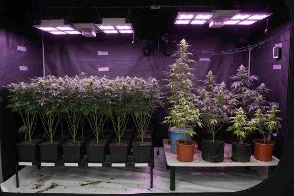 Uniform clone cannabis canopy beside mixed seed-grown plants in a grow tent