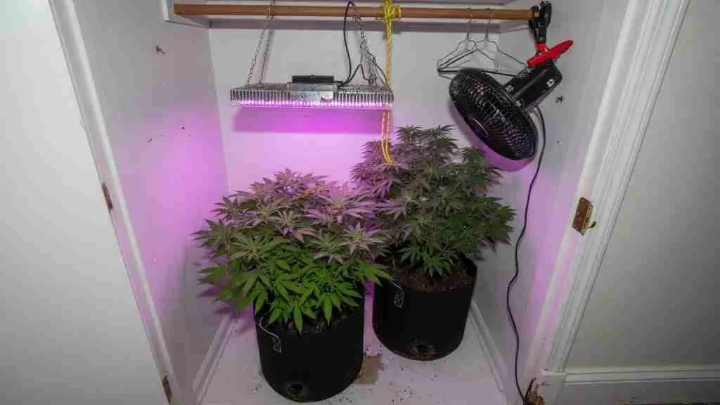 Coat closet converted into a two-plant cannabis grow with a hanging LED