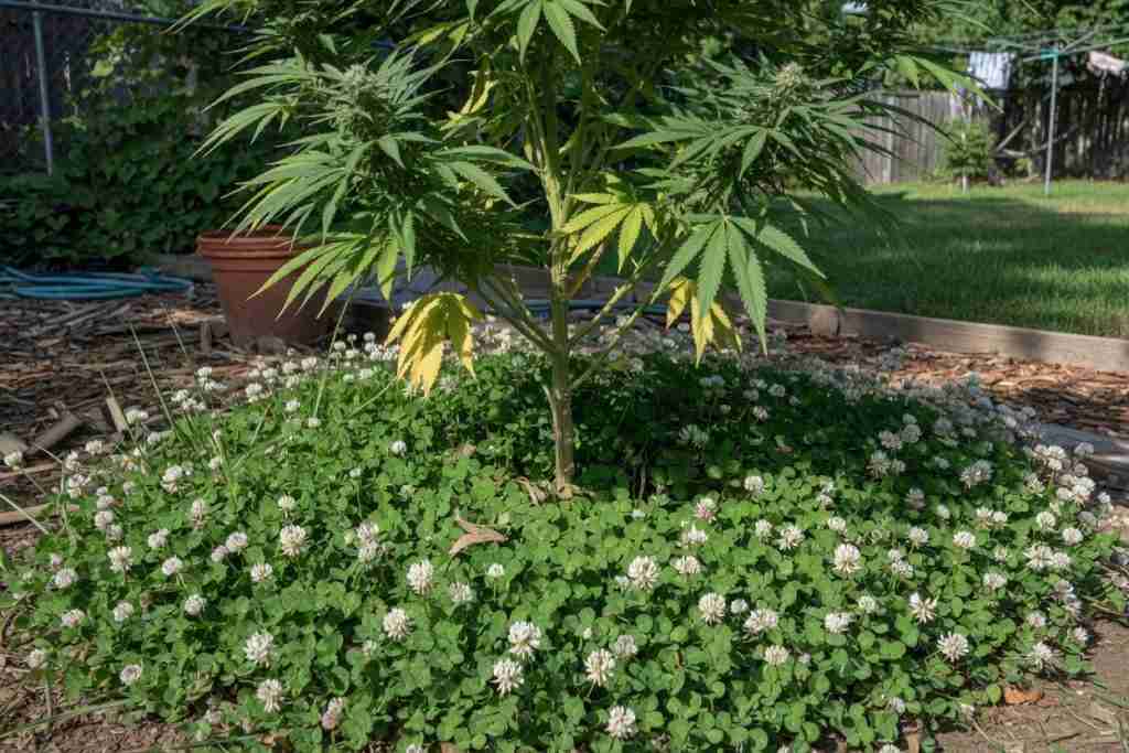 White clover cover crop around an outdoor cannabis plant