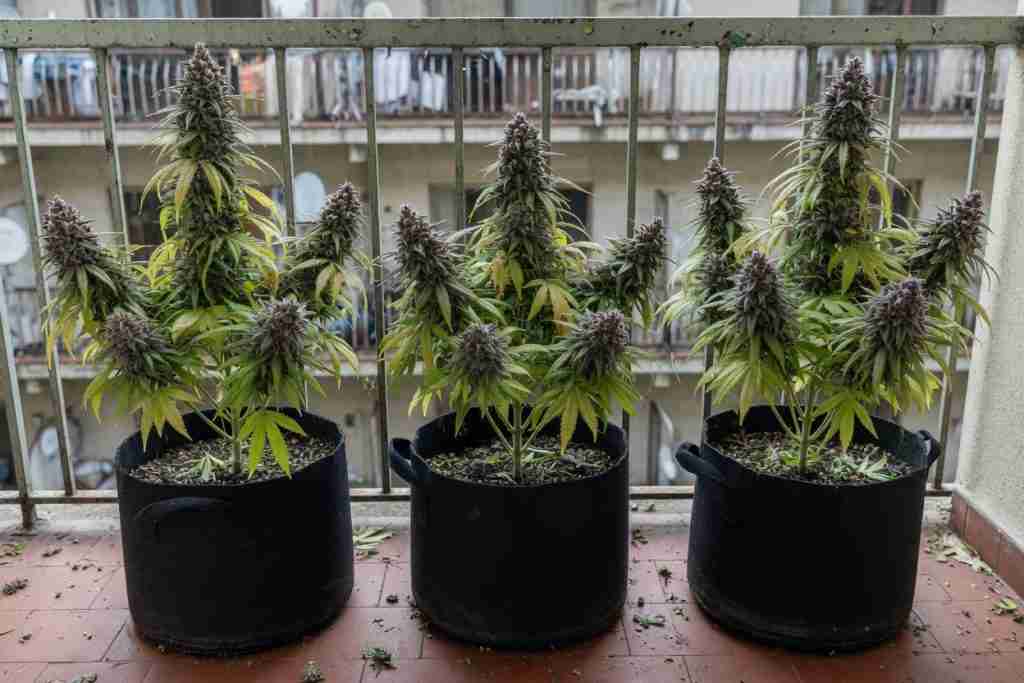 Compact autoflower cannabis plants in fabric pots on a sunny balcony