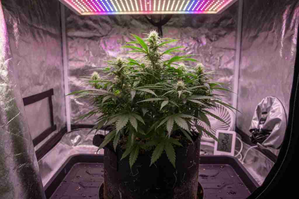 Compact autoflower cannabis plant flowering in a small grow tent