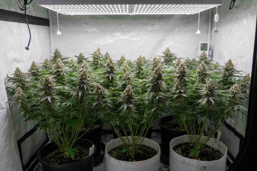 Compact flowering autoflower cannabis plants under a white LED in a home tent