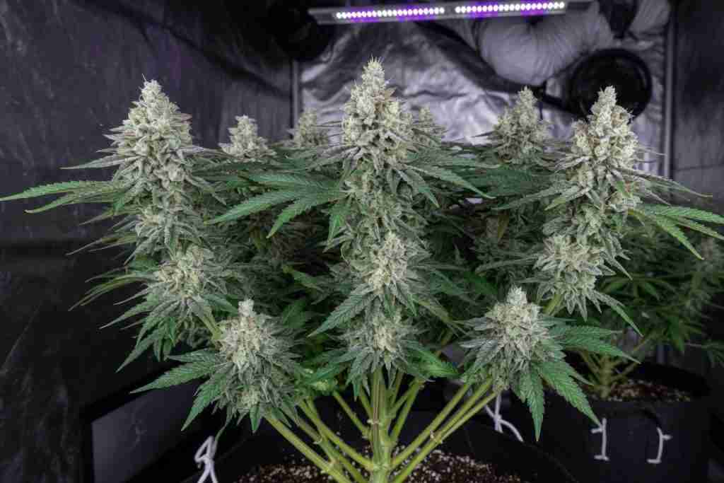 Compact flowering cannabis plant with tight buds and broad leaves in a tent