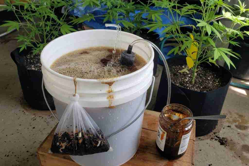 Bucket of aerated compost tea brewing with worm castings and molasses beside cannabis plants