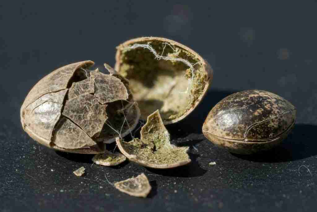 Cracked brittle cannabis seed shell next to a firm intact seed
