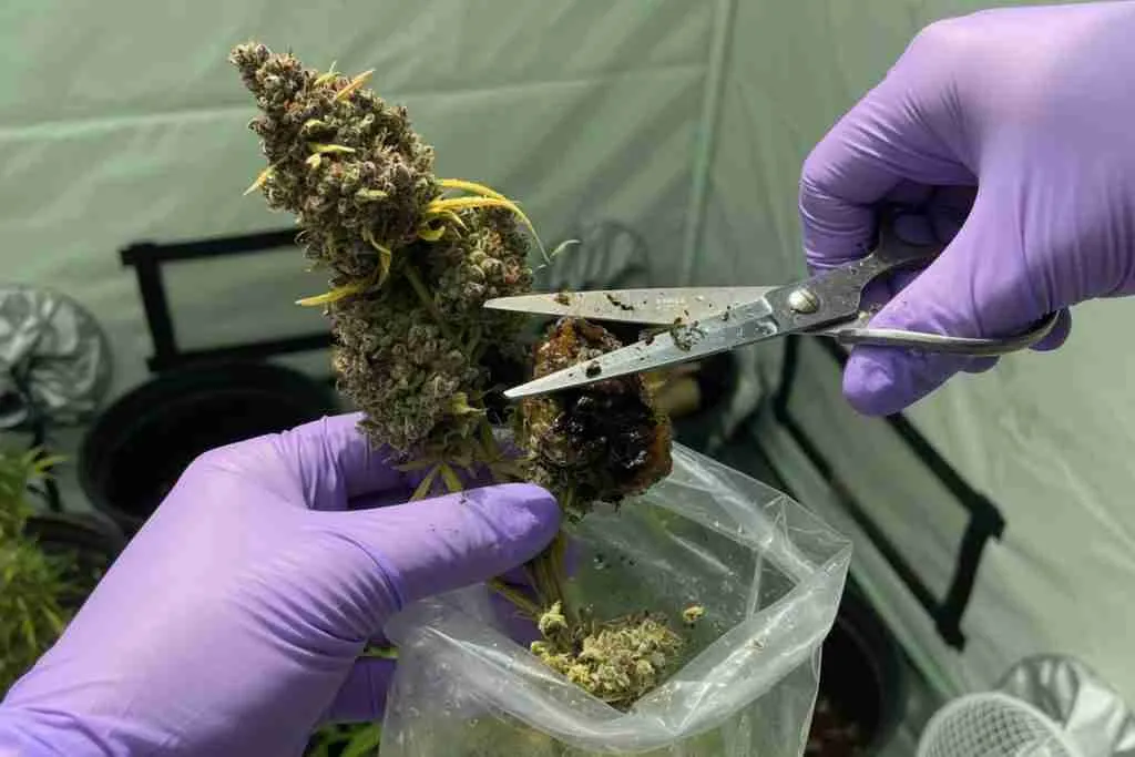 Gloved hands cutting a rotting cannabis cola into a plastic bag