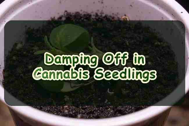 Damping Off in Cannabis Seedlings: The Hidden Battle Below the Soil