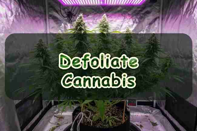Defoliate Cannabis