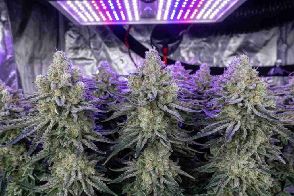 Dense frosty cannabis colas under a strong LED in a grow tent