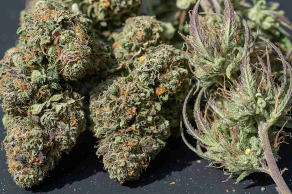 Dense cannabis buds beside airier elongated cannabis flowers