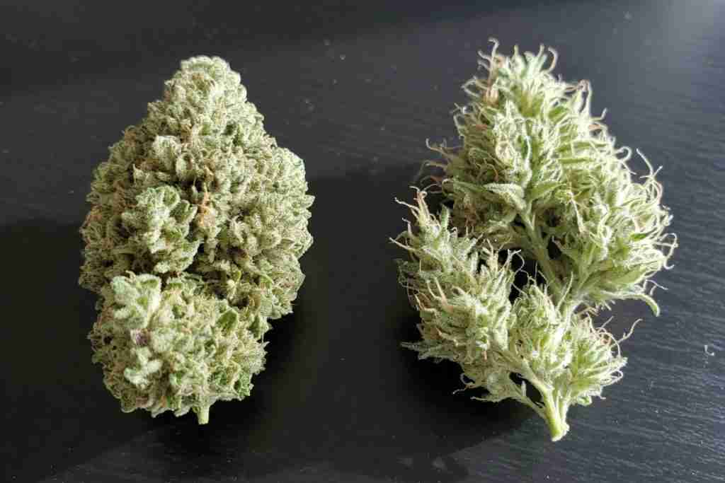 Dense cannabis nug beside a light airy fluffy bud on a table