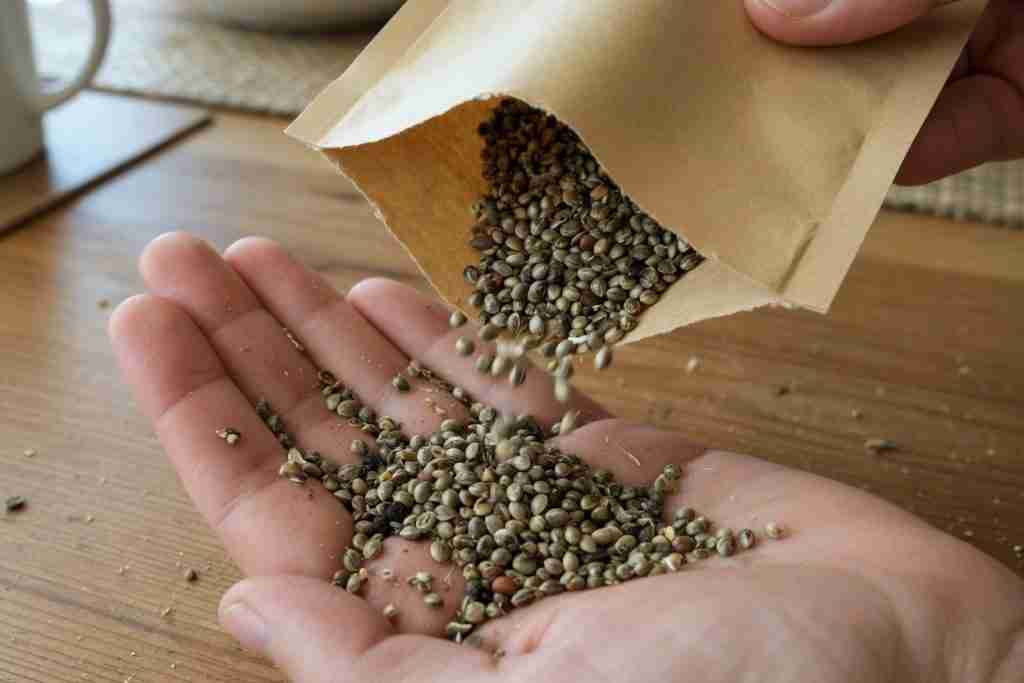 Hand pouring mixed unlabeled feminized cannabis seeds from a kraft packet