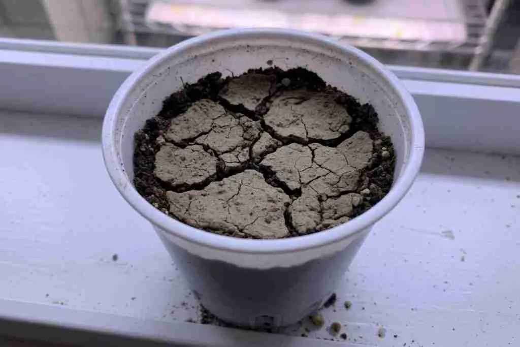 Dry cracked soil crust on a nursery cup with no seedling visible