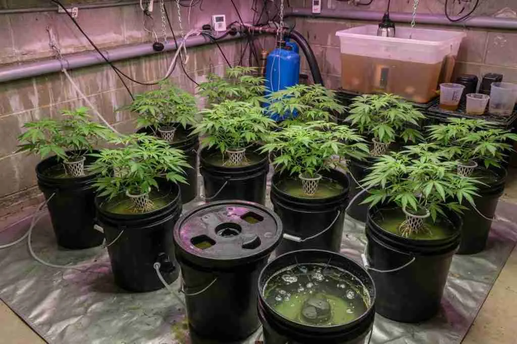 Deep water culture cannabis plants in net pots and aerated buckets