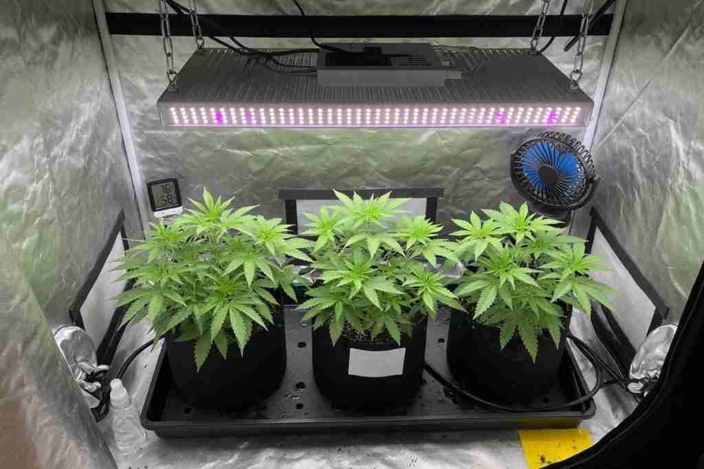 Short healthy beginner cannabis plants in a small indoor grow tent