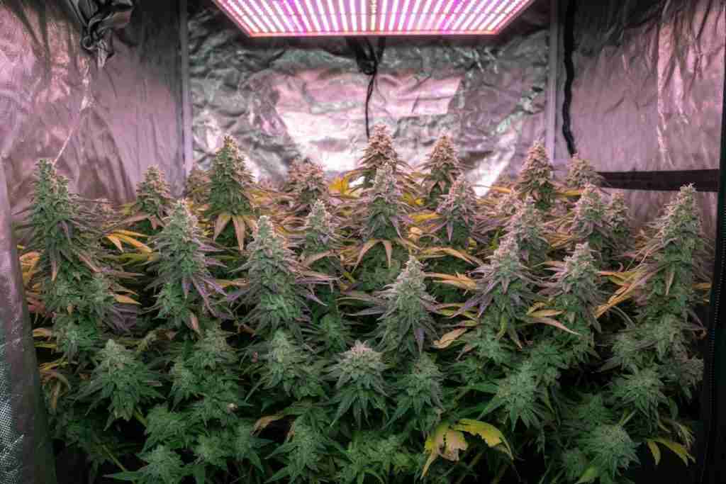 Even indoor cannabis canopy of many colas under an LED in a grow tent