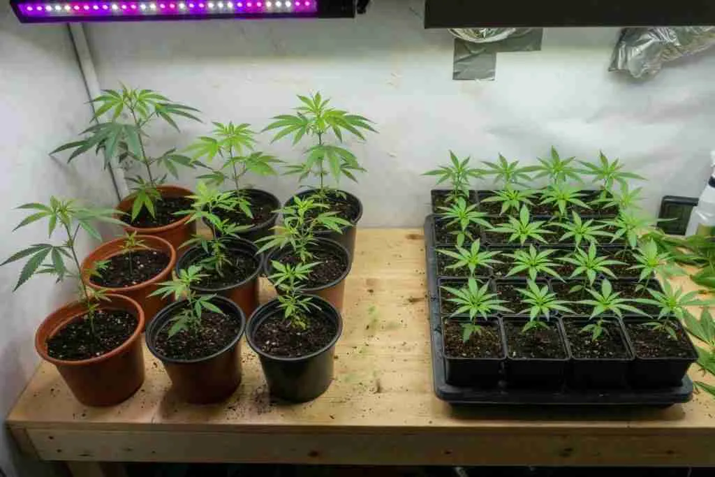 Mixed pots of cannabis plants beside a uniform tray of seedlings