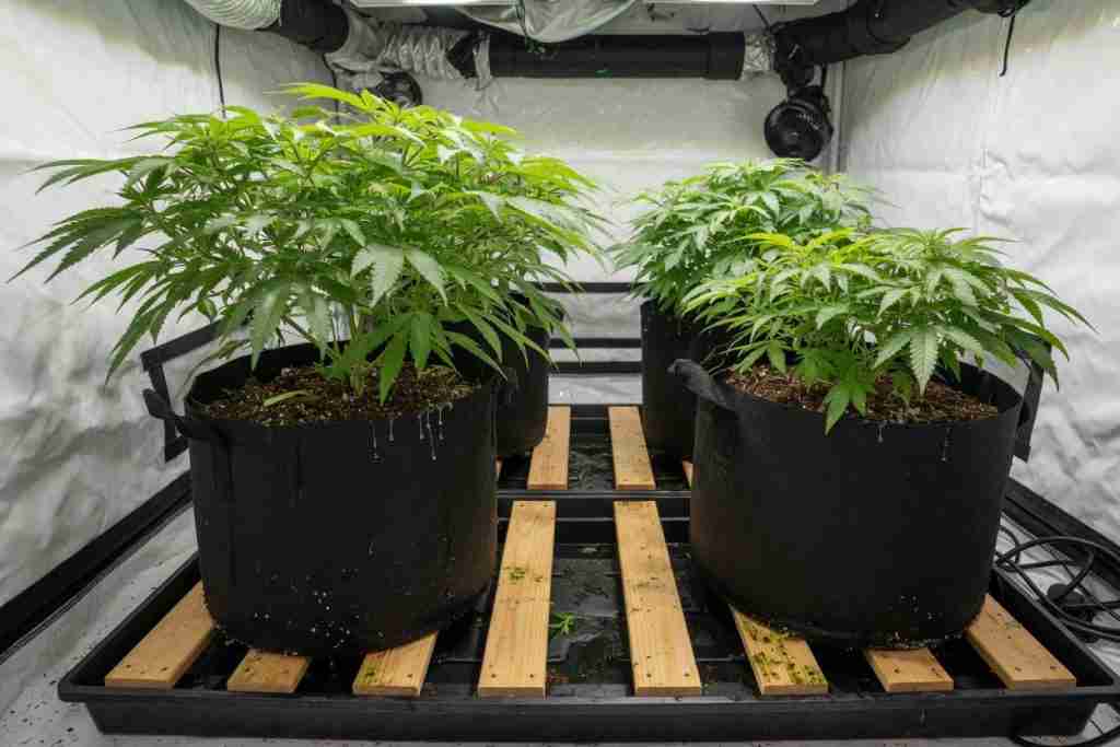Fabric pots of cannabis elevated on wooden slats over a drain tray