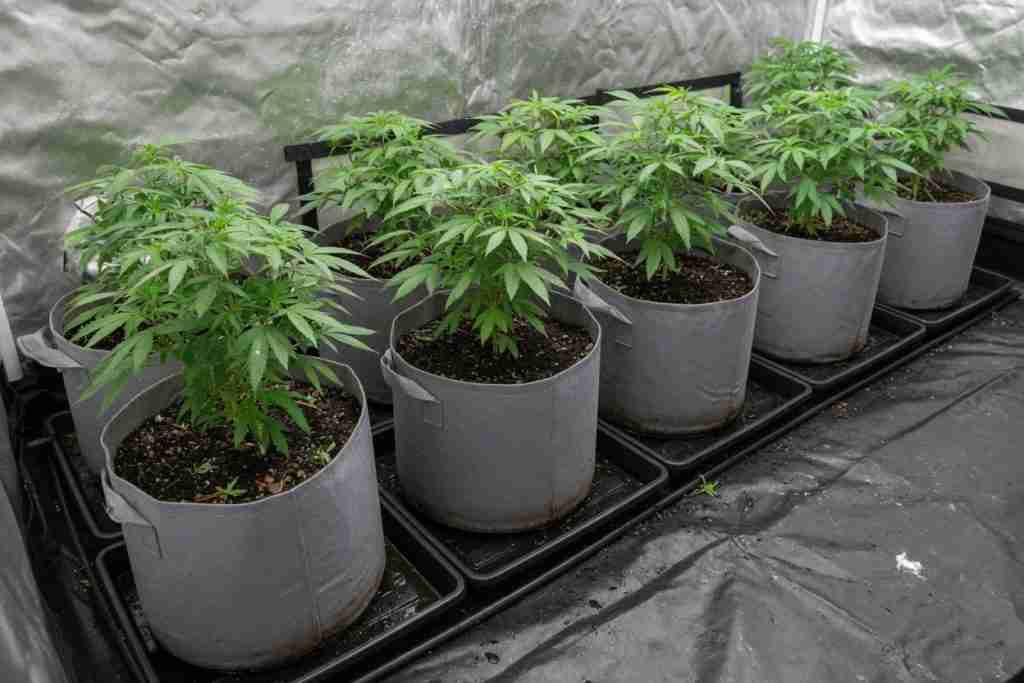 Gray fabric grow pots of vegetative cannabis plants sitting on trays in a tent