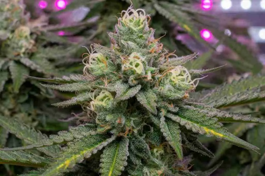 Frosty flowering cannabis cola fattening with trichomes and mixed white and orange pistils