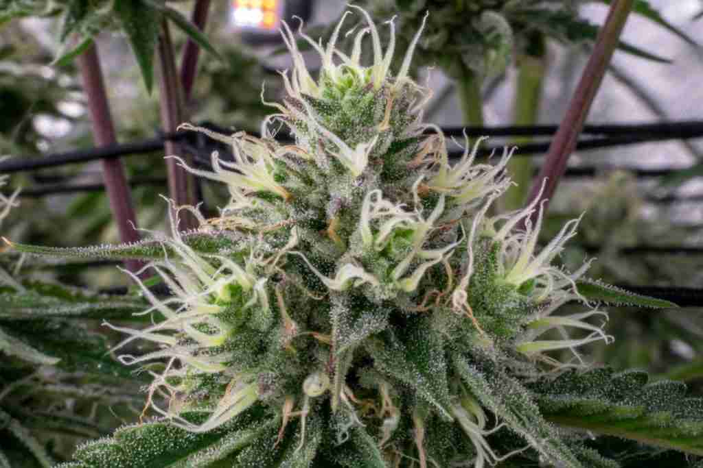 Close-up of female cannabis pistils on a flowering cola