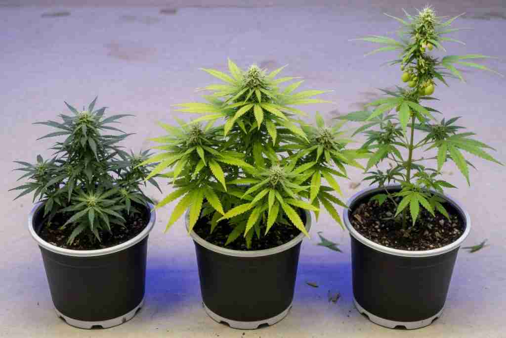 Three potted cannabis plants showing autoflower, feminized, and male regular expressions