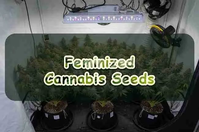 Feminized Cannabis Seeds