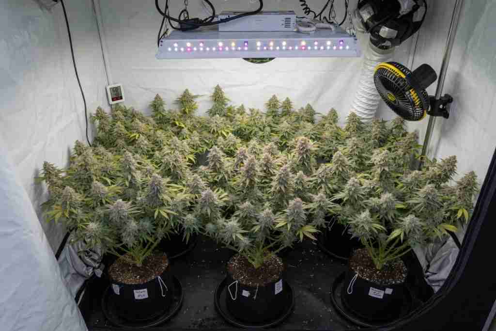 Even flowering female cannabis canopy filling a grow tent