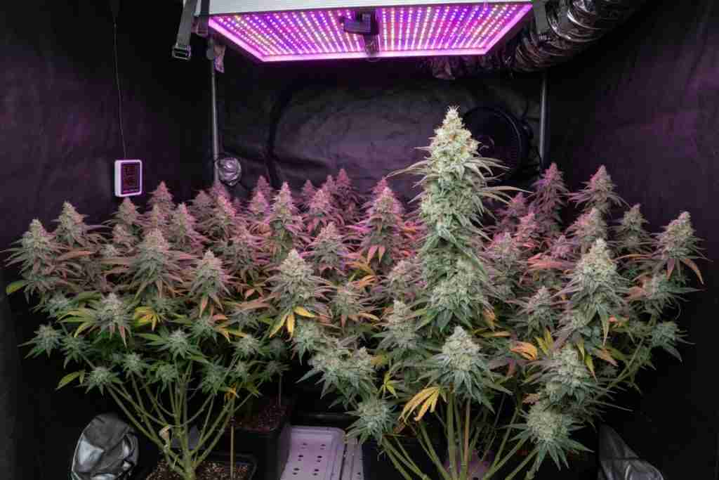 Canopy of flowering feminized photoperiod cannabis plants under an LED in a grow tent