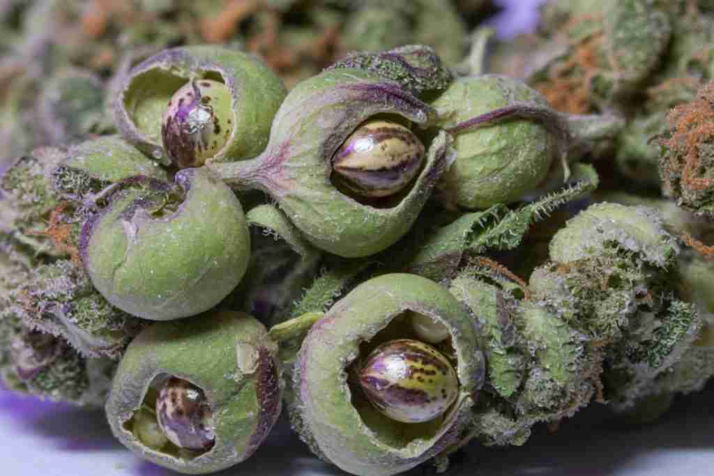 Pollinated cannabis buds swollen with seeds