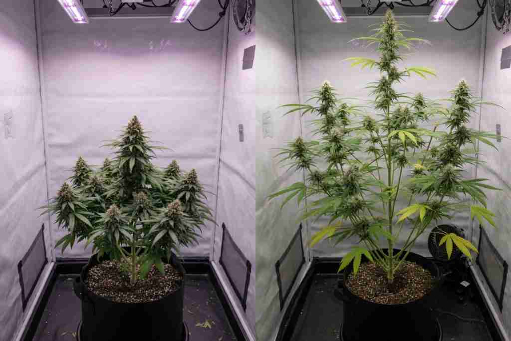Compact autoflower cannabis plant beside a larger feminized photoperiod plant