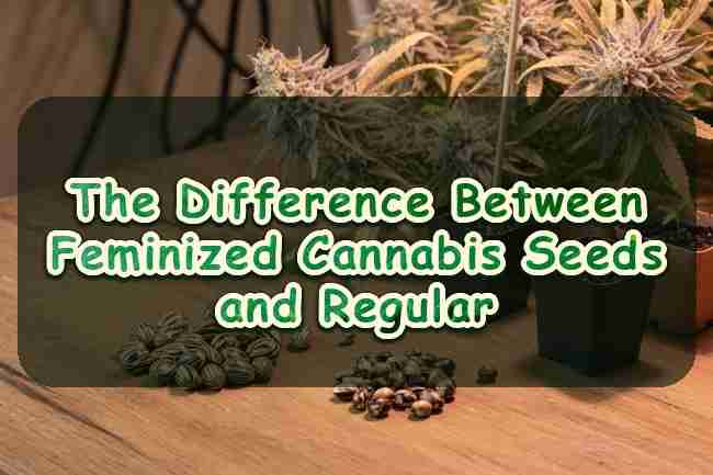 The Difference between Feminized Cannabis Seeds and Regular
