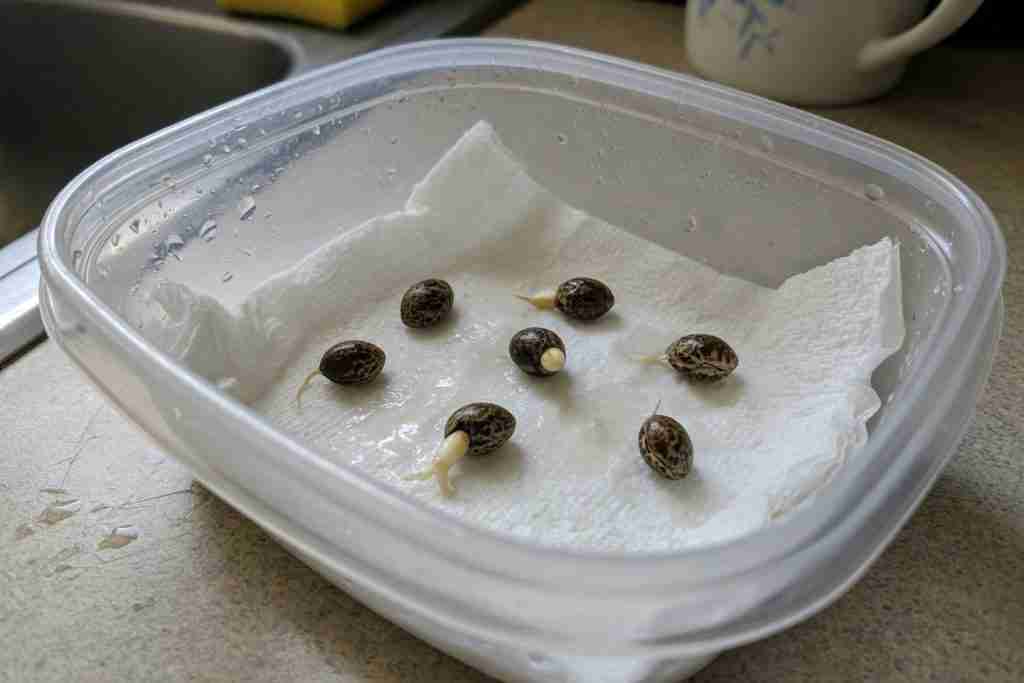 Cannabis seeds germinating on a damp paper towel in a kitchen container